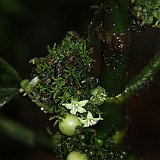 Costa Rica20150406-1802-1153